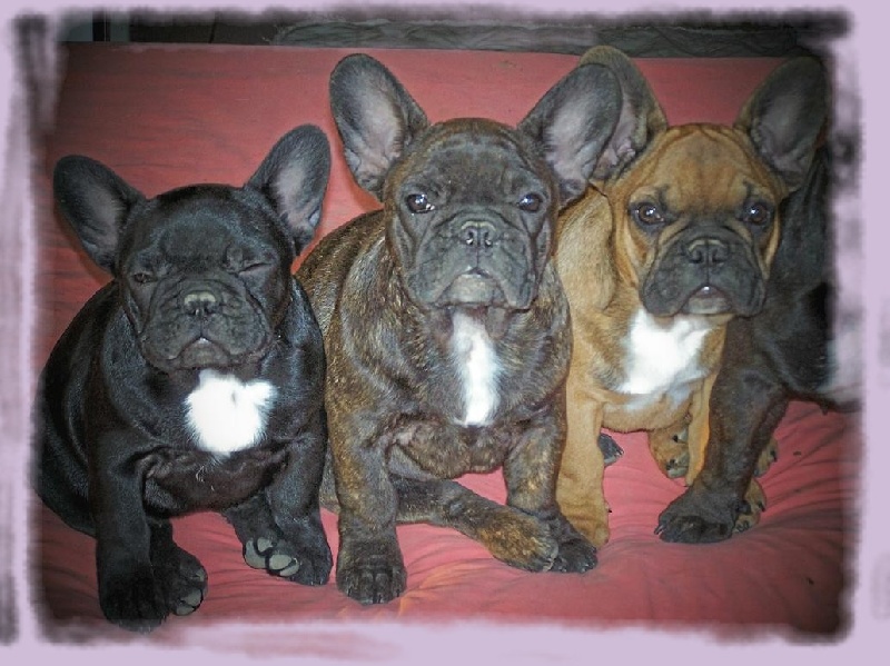 Cybelle-sixtine de sharp et boule de Nat