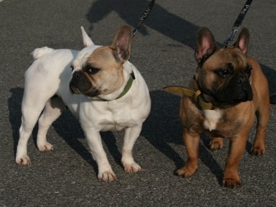 Harold de sharp et boule de Nat