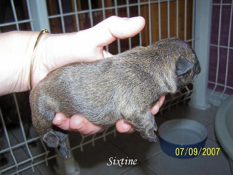 Cybelle-sixtine de sharp et boule de Nat