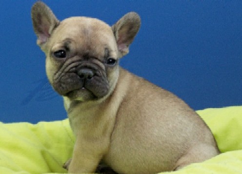 Brennan de sharp et boule de Nat