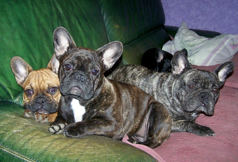 Cybelle-sixtine de sharp et boule de Nat