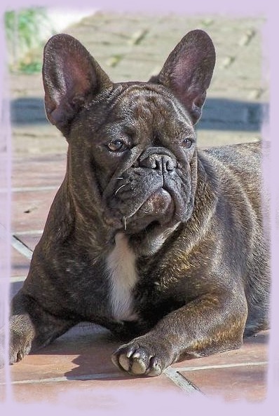 Cybelle-sixtine de sharp et boule de Nat