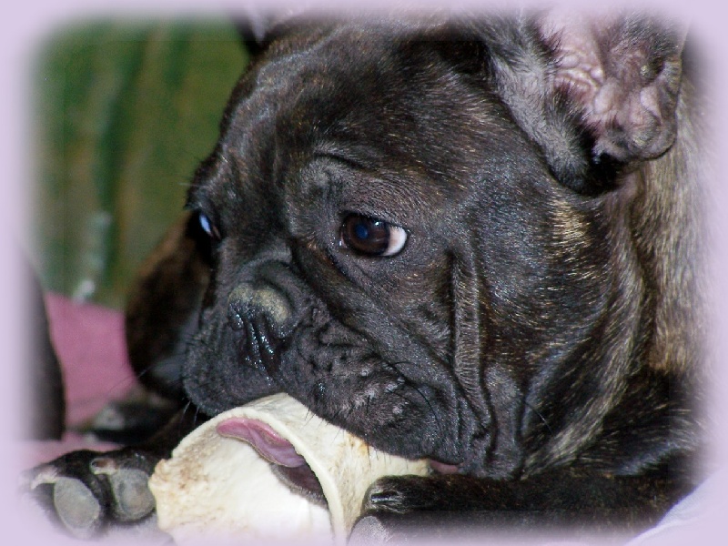 Cybelle-sixtine de sharp et boule de Nat