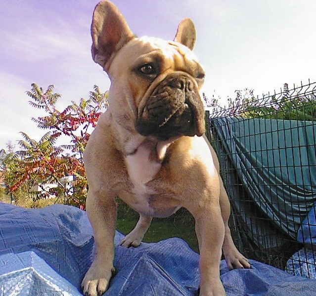 Brennan de sharp et boule de Nat