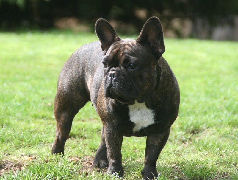 Héraldine(ne vit pas à l élevage) de sharp et boule de Nat