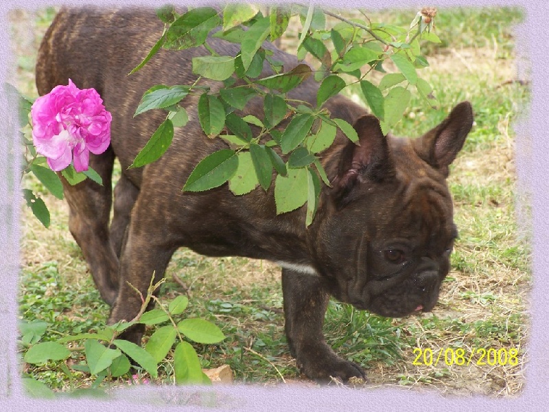 Cybelle-sixtine de sharp et boule de Nat