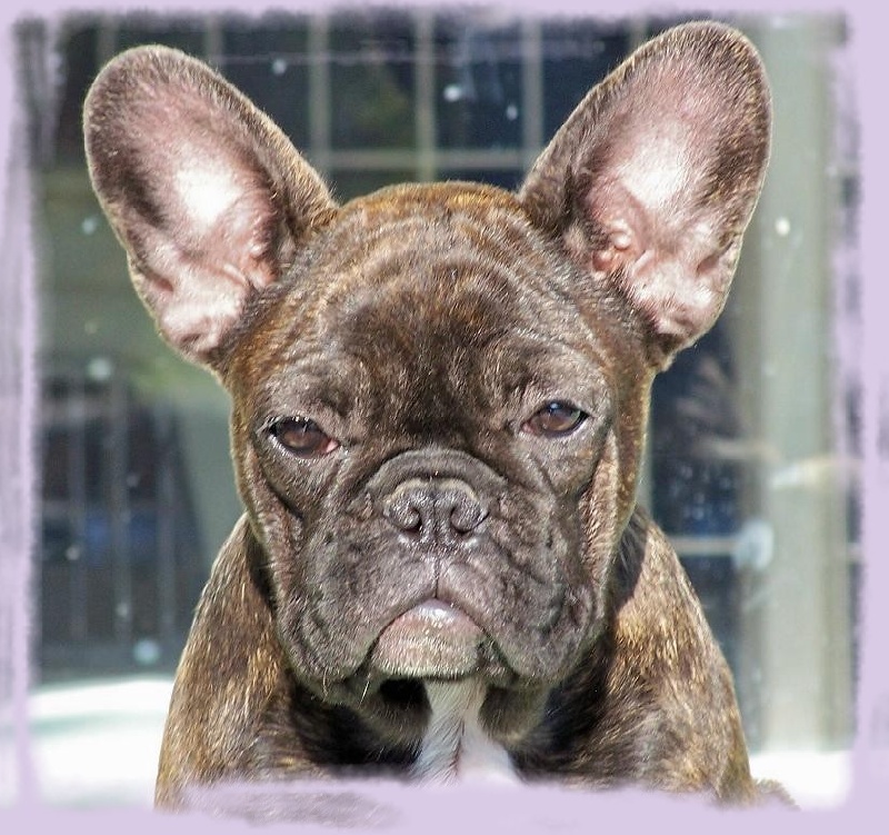 Cybelle-sixtine de sharp et boule de Nat