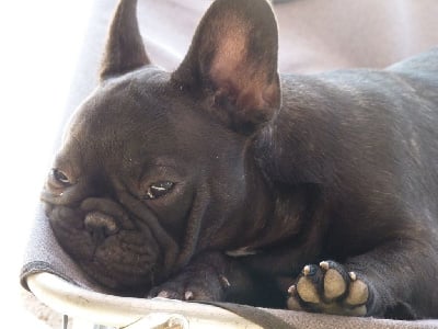Les chiots de Bouledogue français