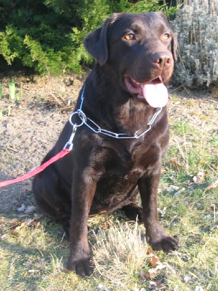 Publication : du taillis madame