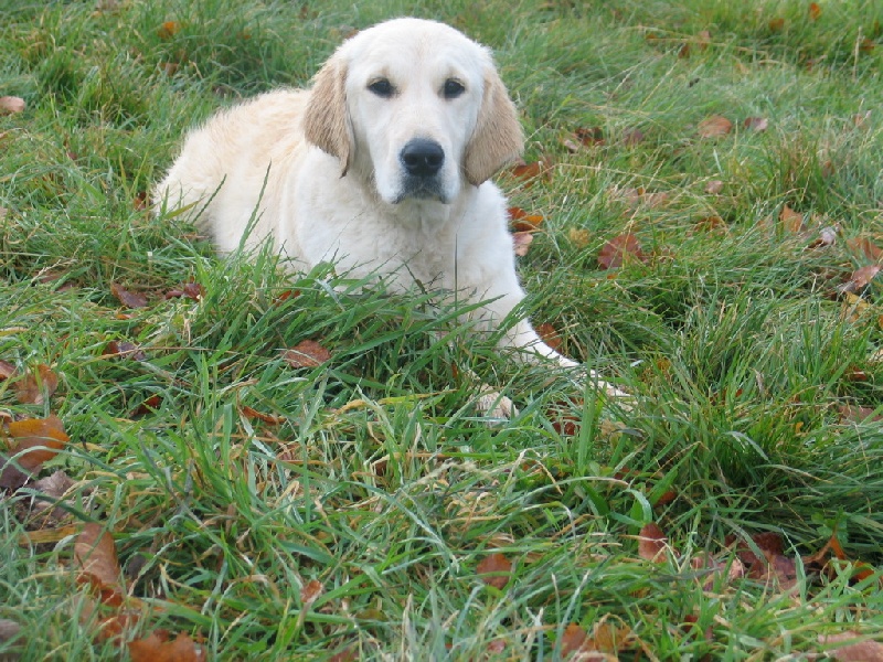 Publication : Du domaine des clayeux