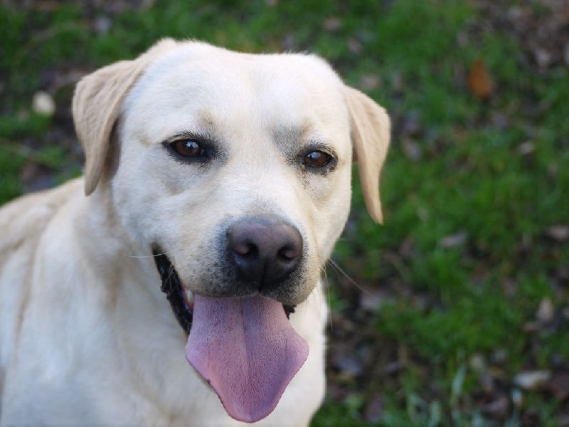 Publication : Du domaine de la villatelle Auteur : Domaine De La Villatelle