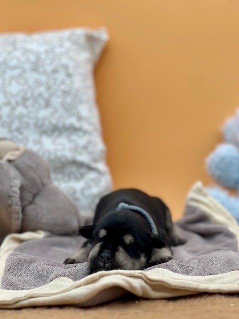 Collier blanc marron