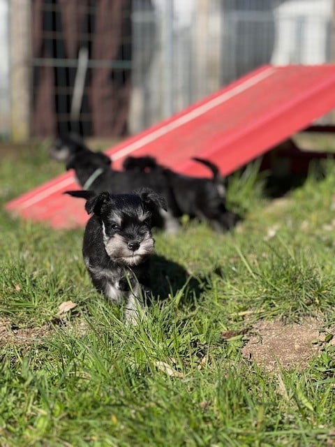 BALI - Schnauzer miniature