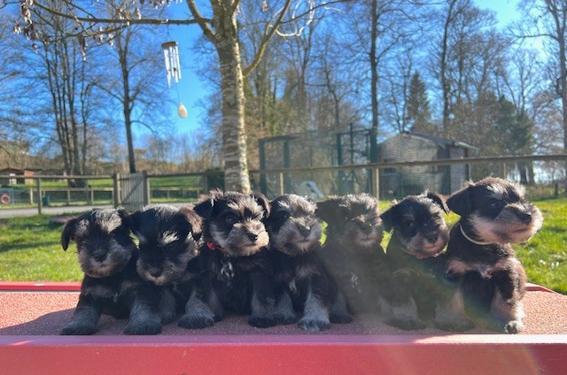 Schnauzer miniature - Du domaine de la villatelle