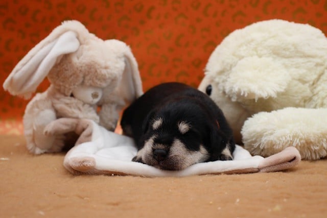 Schnauzer miniature - Du domaine de la villatelle