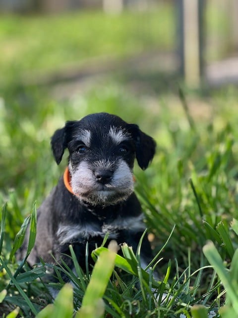 Schnauzer miniature - Du domaine de la villatelle