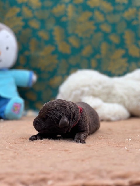 Labrador Retriever - Du domaine de la villatelle