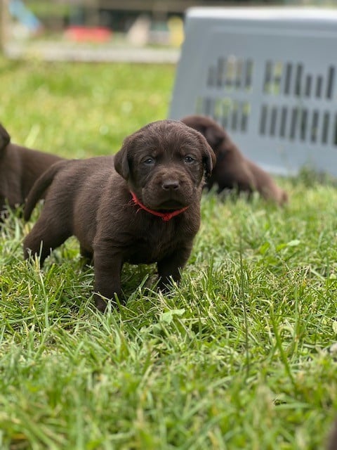 Labrador Retriever - Du domaine de la villatelle