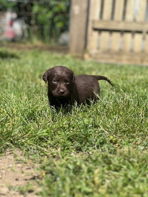 Labrador Retriever - Du domaine de la villatelle