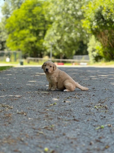 CHIOT 2