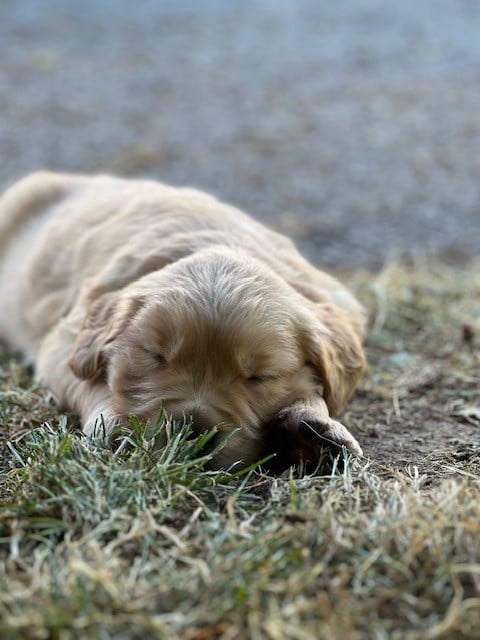 CHIOT 2