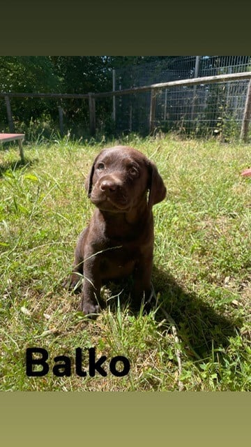 Labrador Retriever - Du domaine de la villatelle