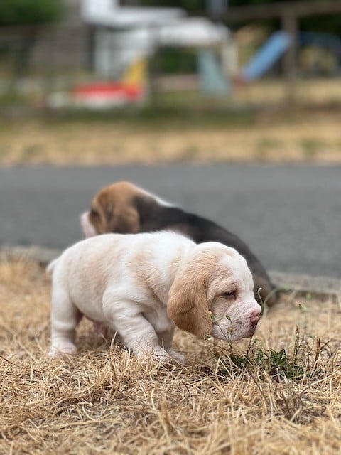 lemon - Beagle