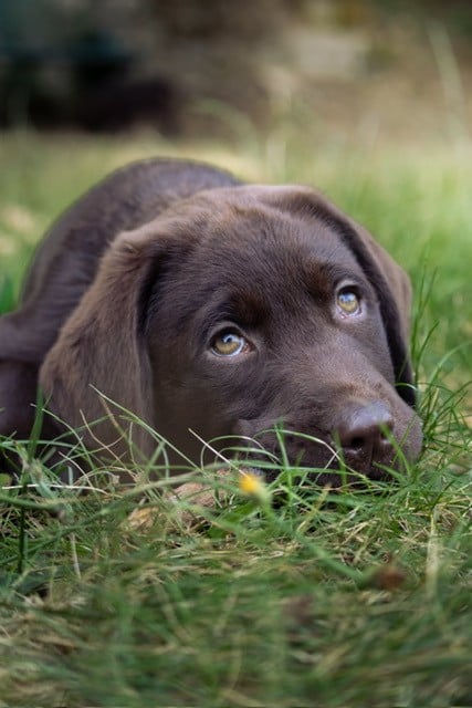 Labrador Retriever - Du domaine de la villatelle