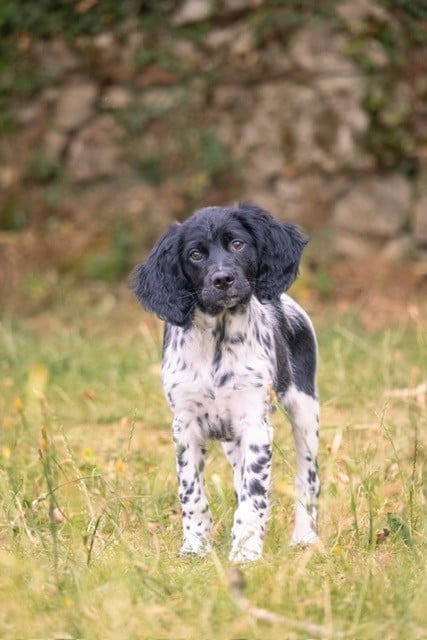 Epagneul Breton - Du domaine de la villatelle