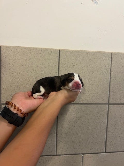 mâle sans collier - Beagle
