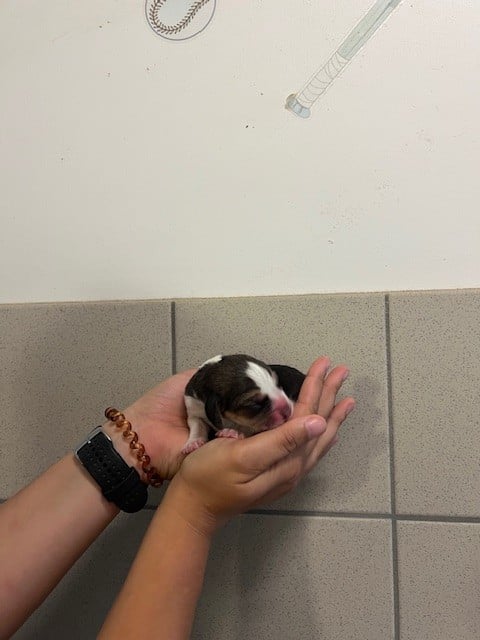 femelle sans collier - Beagle