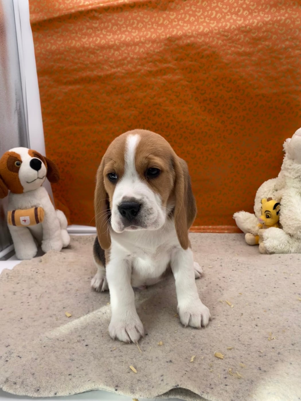 mâle sans collier - Beagle