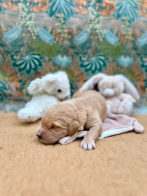 Les chiots de Golden Retriever