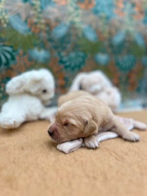 Les chiots de Golden Retriever