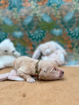 Les chiots de Golden Retriever