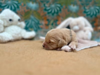 Les chiots de Golden Retriever