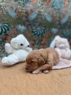 Les chiots de Golden Retriever