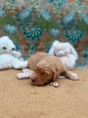 Les chiots de Golden Retriever