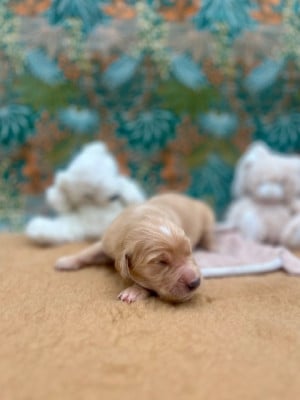 Les chiots de Golden Retriever