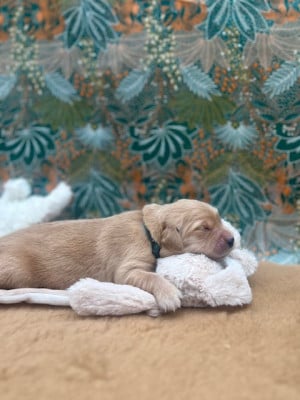 Les chiots de Golden Retriever