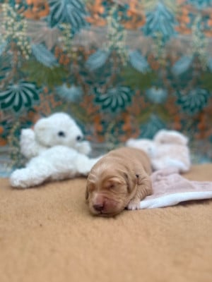 Les chiots de Golden Retriever