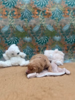 Les chiots de Golden Retriever