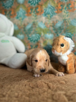 Les chiots de Golden Retriever