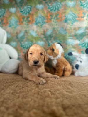 Les chiots de Golden Retriever