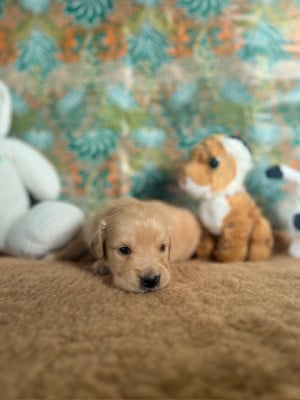 Les chiots de Golden Retriever