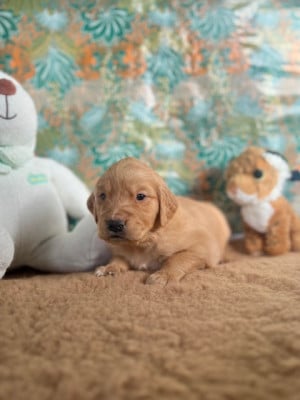 Les chiots de Golden Retriever