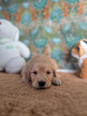 Les chiots de Golden Retriever