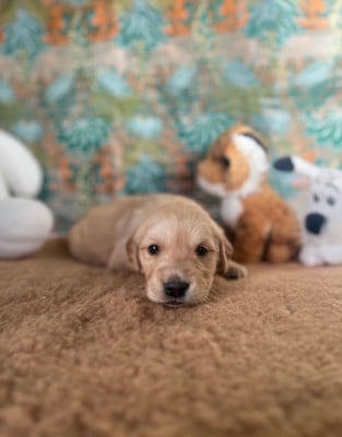 Les chiots de Golden Retriever