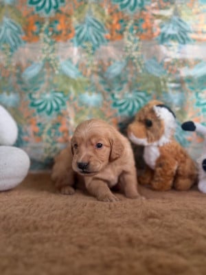 Les chiots de Golden Retriever