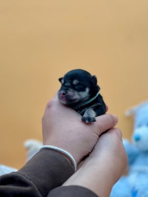 Les chiots de Schnauzer miniature